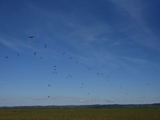 Desant aerian în cadrul exercițiului SWIFT RESPONSE 24 Foto:Costel Pătrașcu